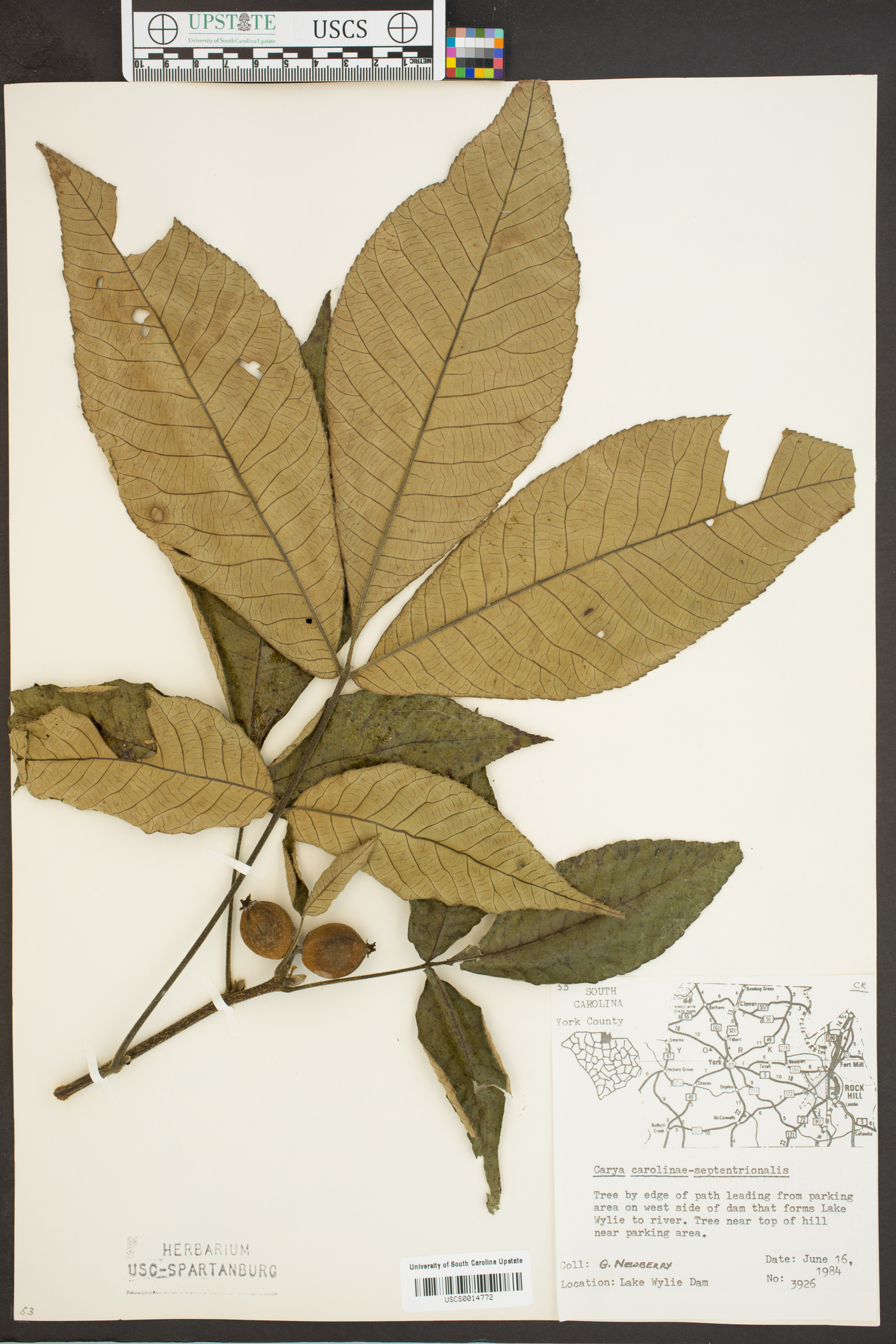 Carya carolinae-septentrionalis image