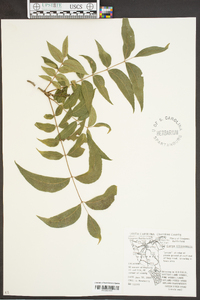 Carya illinoinensis image