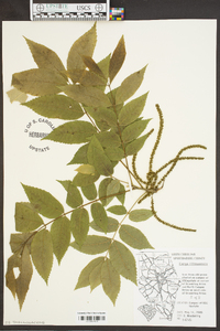 Carya illinoinensis image