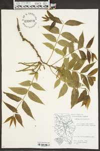 Carya illinoinensis image