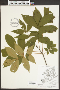 Carya pallida image