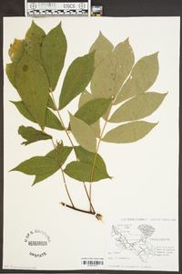 Carya pallida image