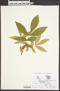 Carya pallida image