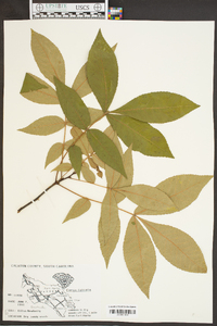 Carya pallida image