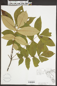 Carya pallida image