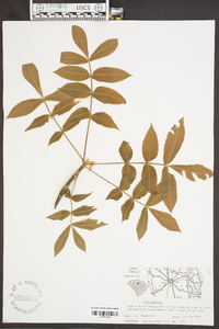 Carya pallida image