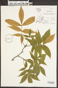 Carya pallida image