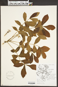 Carya pallida image