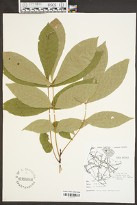 Carya pallida image