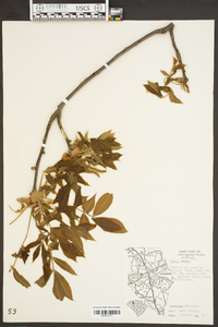 Carya pallida image