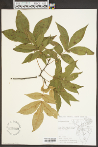 Carya pallida image