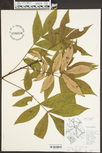 Carya pallida image