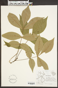 Carya pallida image