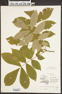 Carya pallida image