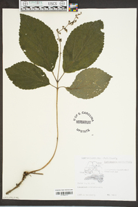 Collinsonia verticillata image