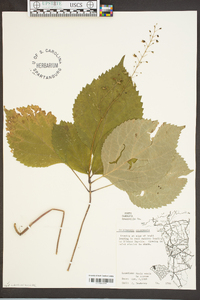 Collinsonia canadensis image