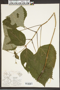 Collinsonia canadensis image