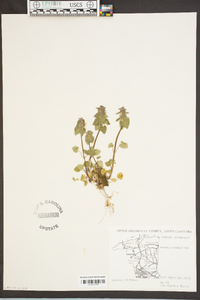 Lamium purpureum image