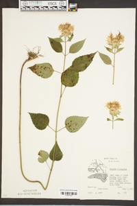 Monarda clinopodia image