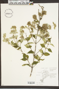 Pycnanthemum incanum image