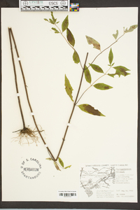 Pycnanthemum incanum image