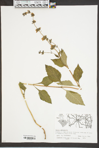 Salvia urticifolia image