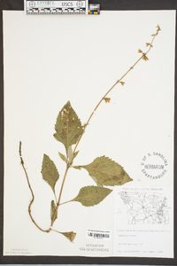 Salvia urticifolia image