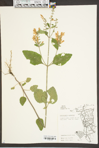 Scutellaria elliptica image