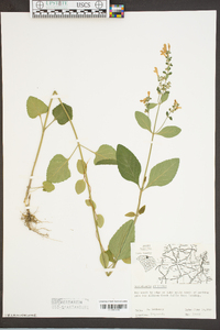 Scutellaria elliptica image