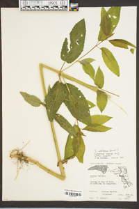 Stachys latidens image