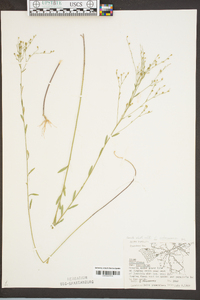 Linum virginianum image