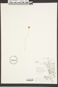 Utricularia gibba image