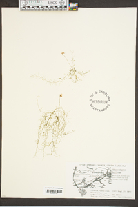 Utricularia gibba image