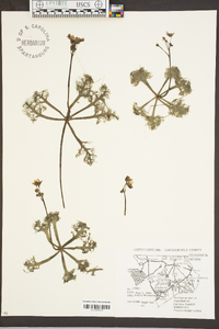 Utricularia inflata image