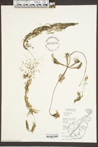 Utricularia inflata image