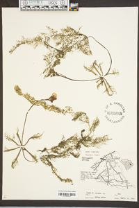 Utricularia inflata image