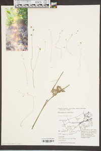 Utricularia subulata image