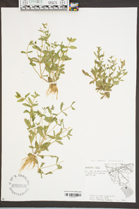 Lindernia dubia var. anagallidea image