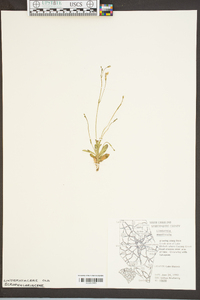 Lindernia monticola image