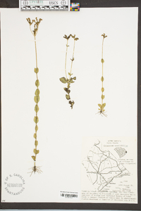 Mitreola sessilifolia image