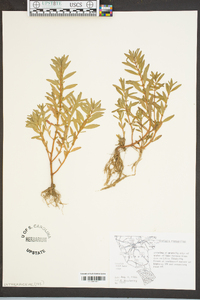 Rotala ramosior image