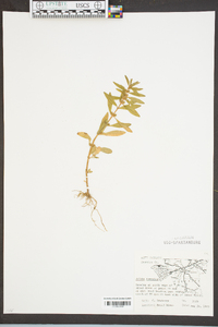 Rotala ramosior image