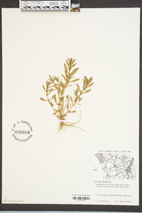 Rotala ramosior image