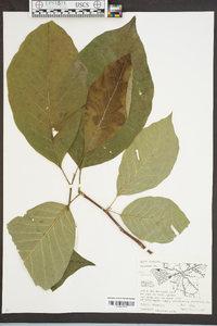 Magnolia acuminata image