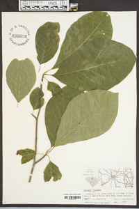 Magnolia acuminata image