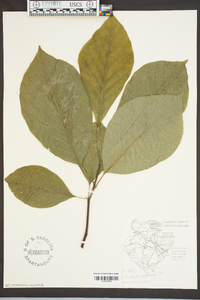 Magnolia acuminata image