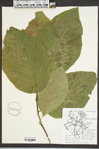 Magnolia acuminata image