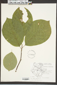 Magnolia acuminata image