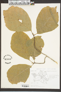 Magnolia acuminata image