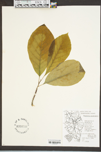 Magnolia acuminata image